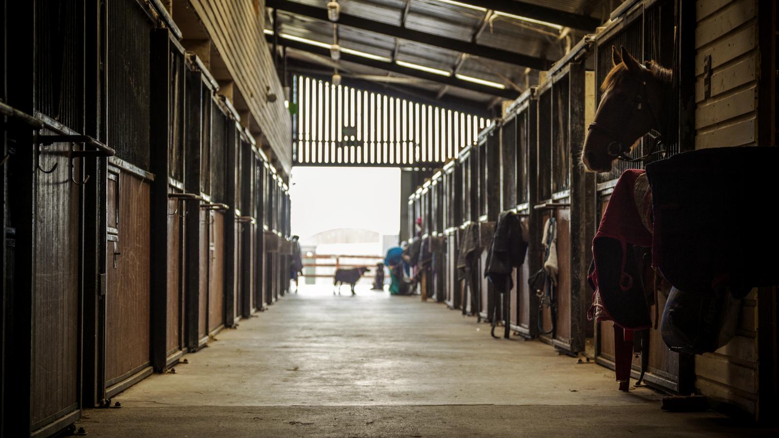 the-equestrian-centre-screen-kerry